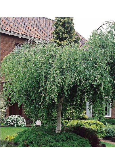 Huş Ağacı Betula Pendula 10 Adet