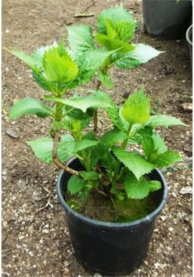 Çok Sevilen Pembe Ortanca Fidanı 40-50 Cm Saksıda Çiçekli Bodur Bitkiler Pink Hydrangea