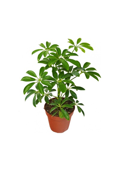 Şeflera – Şemsiye Ağacı 20-40 cm