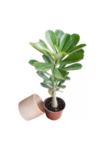 HEDİYELİK Adenium Çöl Gülü Çiçeği Fidanı (Dekoratif Saksı HEDİYELİ)