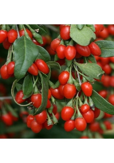 Rüzgarbotanik Kırmızı Gojiberry Fidesi 40Cm - 60Cm
