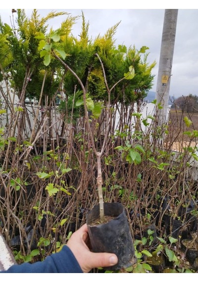 Videolu Hoş Kokulu Mor Renkli 1 Adet Leylak Ağacı Fidanı 40-80cm Tüplü Lilac Tree Sapling