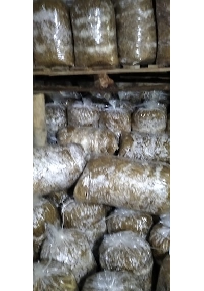 4 Adet 8 Lt 4 Kg Istiridye Mantarı Miseli Tohum Kompostu Mantar Vermeye Hazır Durumda