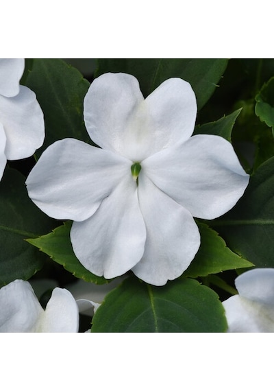 Cam Güzeli Çiçeği -impatiens Walleriana - Beyaz 10 Adet