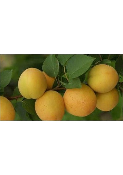 Iğdır Şalak Kayısı Fidanı Aşılı - 2 Yaş Tüplü 80-100 Cm