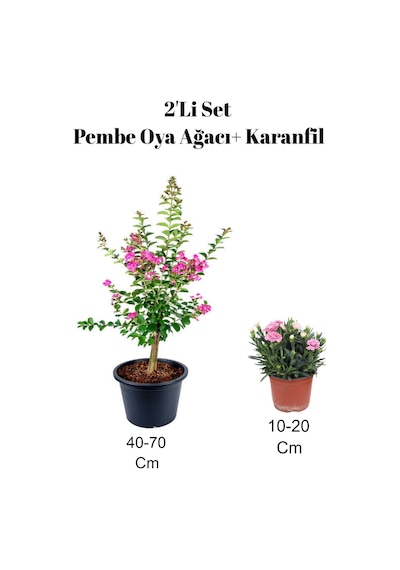 Çok Avantajlı 2'li Set Pembe Oya Ağacı Fidanı+ Karanfil Çiçeği Dış Mekan Bitkisi