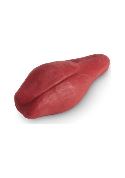 Kas Replikası 2.27 Kg