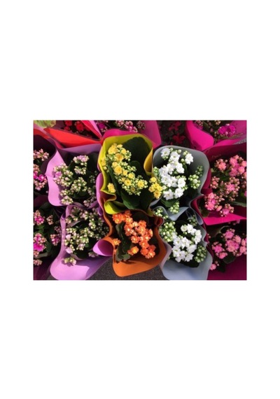 Serada Decor & Plant Mini Kalanşo Çiçeği 5 Adet Canlı