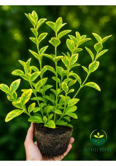 Altuni Gold Taflan Çit Bitkisi Sarı Taflan Fidanı 30-40 Cm 1 Saksıda 3 Kök Üretim