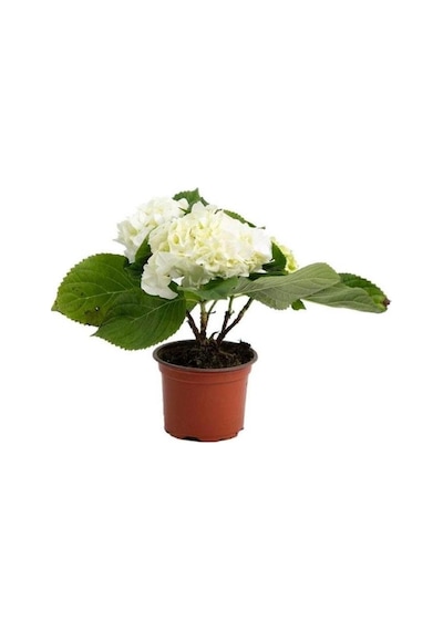 Macrophylla Ortanca 10-20 Cm 3 Adet Beyaz