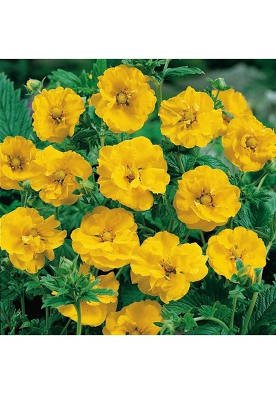 Soğuklara Dayanıklı Katmerli Yellow Beauty Geum Çiçeği Tohumu 20