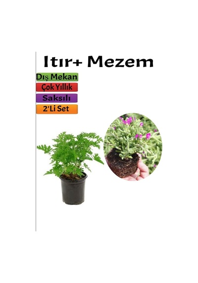 Bahçe Seti Itır+ Mezem 5-15 Cm Saksılı Dış Mekan Bitkileri