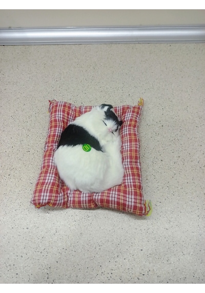 Miyavlayan Minderli Kedi Çok Renkli