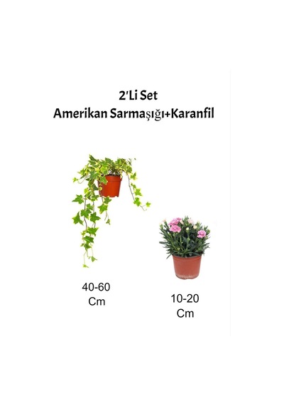 2'li Set Sarı Alacalı Hedera Helix Sarmaşığı Pembe Karanfil Fidanı Dış Mekan Bitkisi