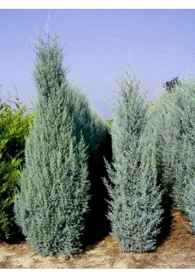 Mavi Servi Fidanı Picea Pungens 50 60 Cm