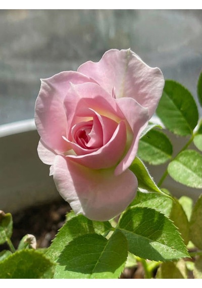 Yediveren Yavruağzı Rengi 15 30 Cm 2 Adet Tüplü/saksılı Aşılı Gül Turquoise Rose