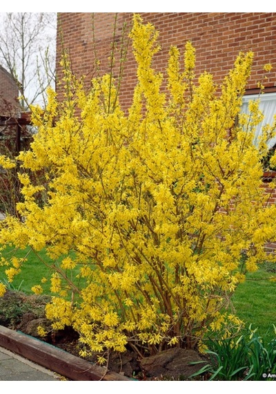 Tüplü Altın Çanağı Fidanı Forsythia Intermedia - Sarı Çiçekli Erken Bahar Açan Süs Çalısı