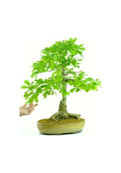 Nadir Ithal Meşe Bonzai Ağacı Tohumu 3 Tohum Bonsai Tohumu