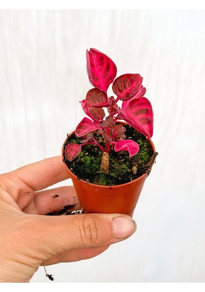 Mini Çingene Şalvarı Bitkisi 1adet 5-10cm Saksılı/ Tüplü Iresine Herbstii