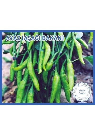 Biogen Biber Tohumu Ayaz Aşağı Bakan 10gr 1 Paket