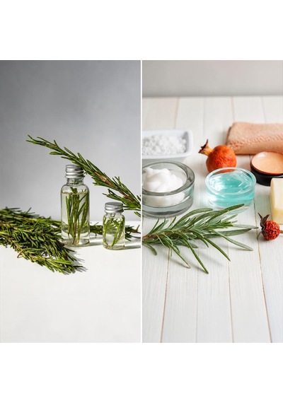 Zevli Canlı Aromatik Mutfak Bitkileri Biberiye Fidesi