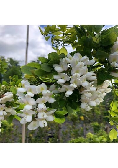 Tüplü Kokulu Beyaz Çiçekli Robinia Akasya Fidanı 150-200 Cm