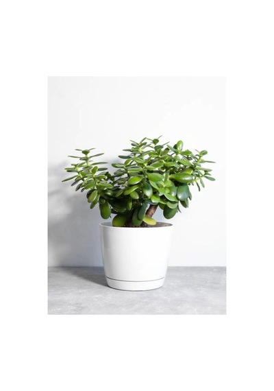 Para Çiçeği 20 40 Cm 1 Adet Saksılı İç Mekan Bitkisi Crassula Ovata