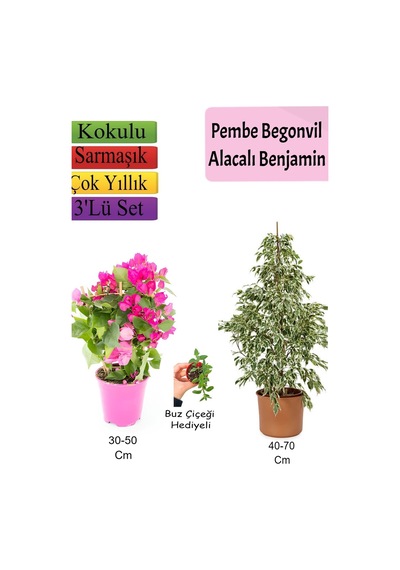 Beyaz Alacalı Benjamin Bitkisi+ Pembe Bodur Begonvil+ Buz Çiçeği Hediyeli