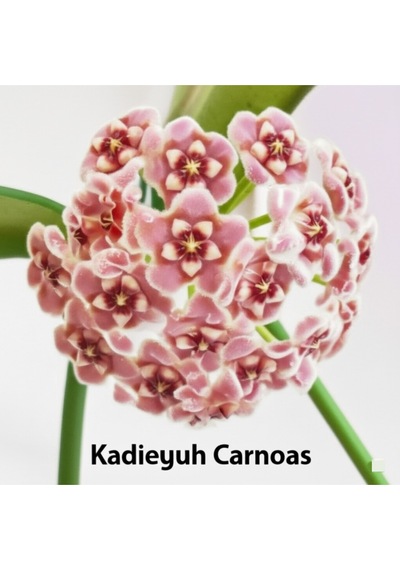 Pembe Kadife Yıldızı Hoya Carnosa Mum Çiçeği Fidanı