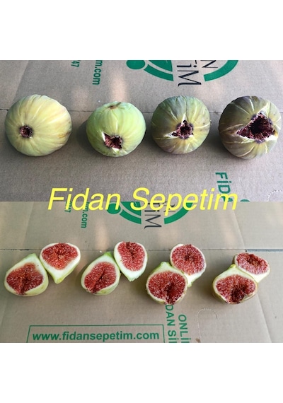 2 Yaş Kavak Incir Fidanı