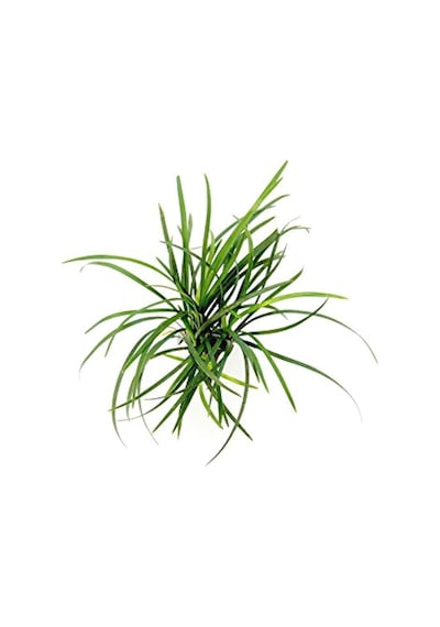 Osmanlı Çimi - Ophiopogon Japonicus - 100 Adet