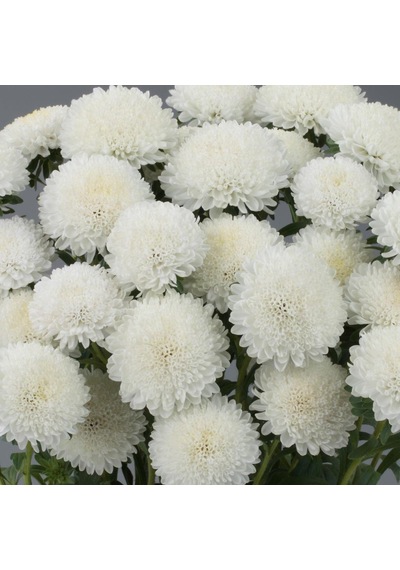 Ponpon White Beyaz Renkli Aster Çiçeği Tohumu 20 Tohum