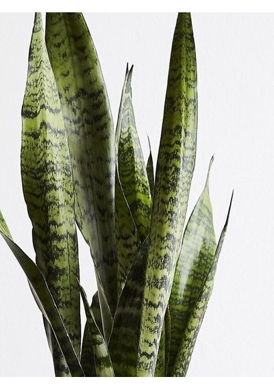 Serada Decor Plant Yeşil Kılıç Çiçeği Bol Köklü 40-60 Cm İç Mekan Bitkisi Hava Temizleyen Bitki