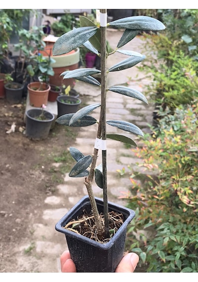 Arbequina Zeytin Fidanı