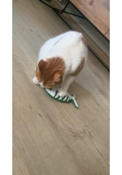 Yeşil Balık - Kedi Naneli Catnipli & Kedi Zilli Kedi Oyuncağı Kedi Yastığı - Dino Pet Oyuncak