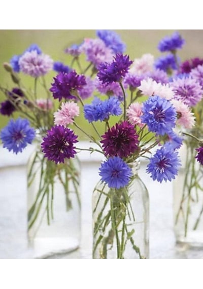 Tohum Dünyam 10 Adet Cornflower Mix Tohumu