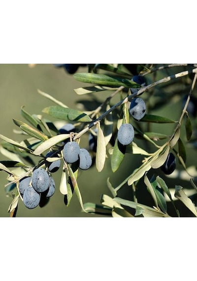 Fidan & Peyzaj - 3 Adet Gemlik Zeytin Fidanı (2 Yaş / Tüplü)