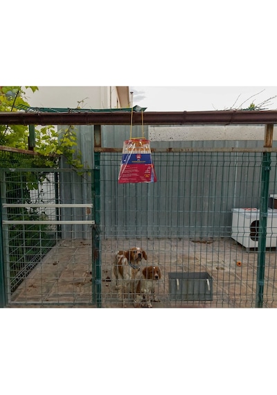 2 ADET FLY JAIL XL – POŞET KARASİNEK TUZAĞI