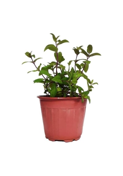 Saksılı Nane Fidanı Fidesi Mentha 10-20 Cm