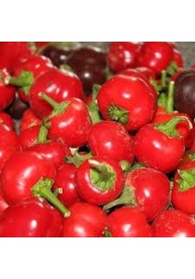 30 Adet Tohum Nadir Tatlı Burkita Biberi Tohumu Tohumlu