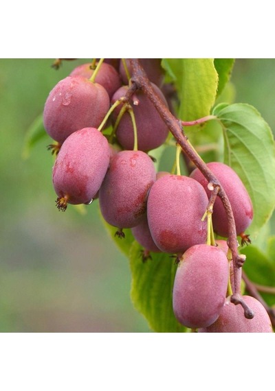 Geleneksel Soğuklara Dayanıklı Kivi Actinidia Arguta Ken's Red Kırmızı Kivi Fidanı