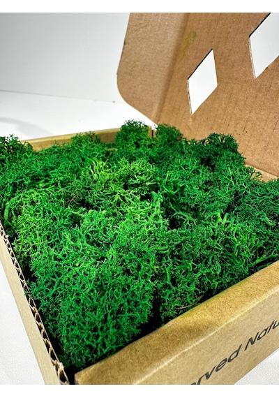 Reindermoss Şoklanmış Norveç Yosunu Terarium Yosunu Grass Green 100 Gr.