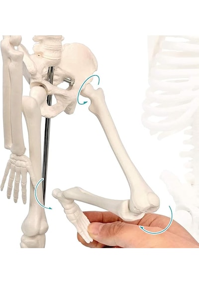 İnsan İskelet Modeli 45 Cm İnsan İskelet Maketi 01