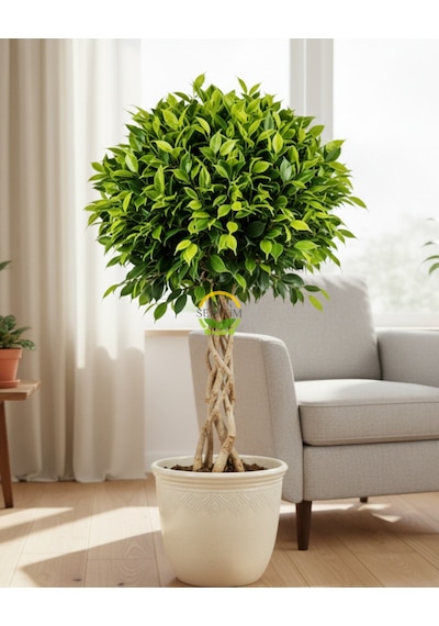 Ficus Benjamin Bitkisi Kafes Örgülü 120-140cm