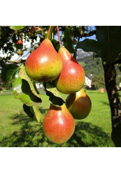Etruşka Armut Fidanı "pyrus Communis" 2 Yaşında Tüplü