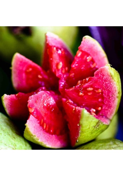 Saksıda Büyük Boy Guava Fidanı Meyve Verir Durumda