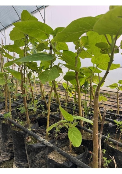 Tüplü 2 Yaş Tamarillo Domates Ağacı Fidanı 50-70 Cm