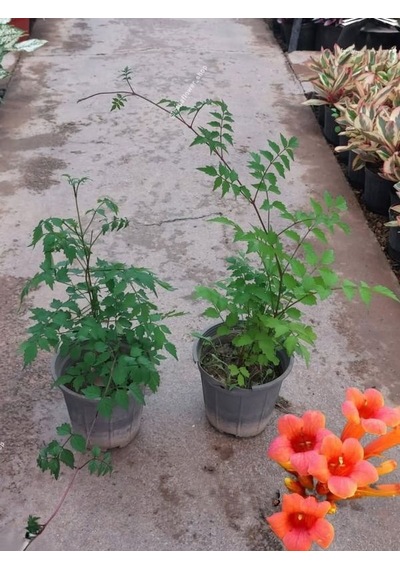 Campsis Radicans Turuncu Borazan Çiçeği 1 Adet 50-70cm Bol Çiçekli Acem Borusu