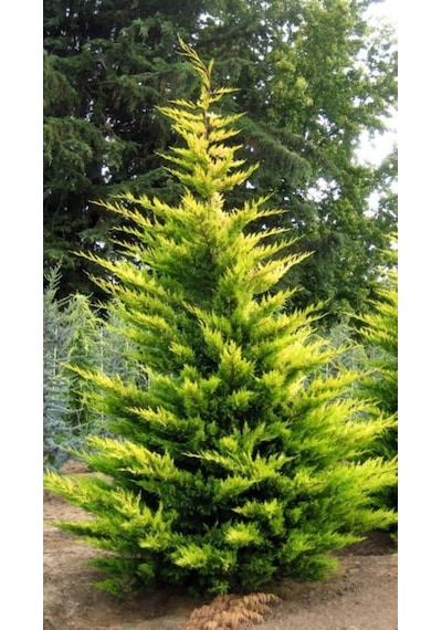 Goldrider Leylandi Fidanı Hızlı Büyüyen Peyzaj Bitkisi 40-60cm