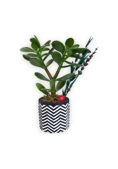 Sukulent Crassula Ovata | Siyah Beyaz Saksıda